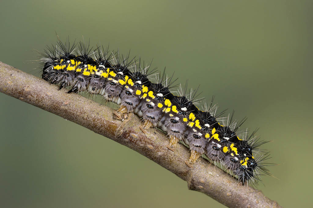 Медведица-госпожа (Callimorpha dominula), гусеница