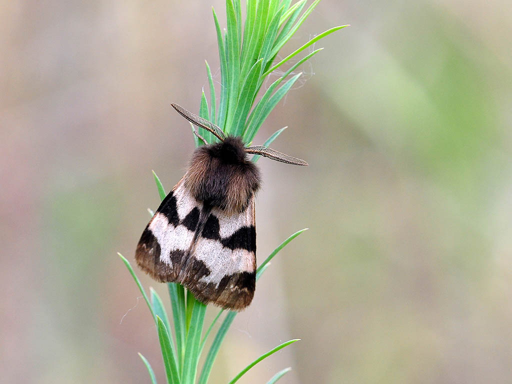 Медведица чистая (Watsonarctia casta)