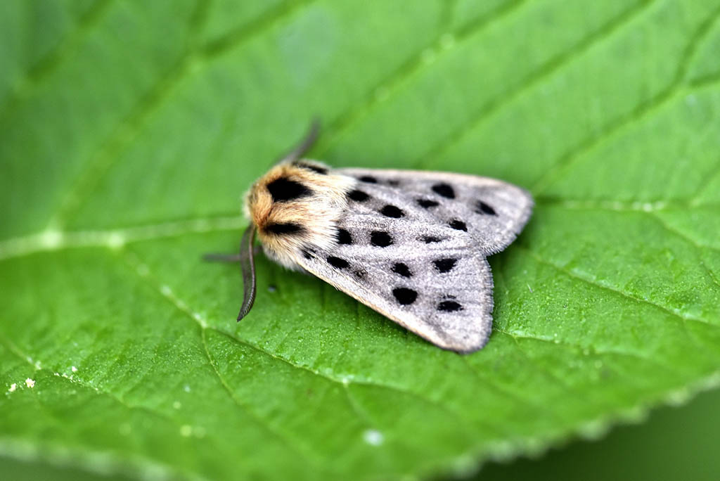 Медведица пятнистая (Chelis maculosa)