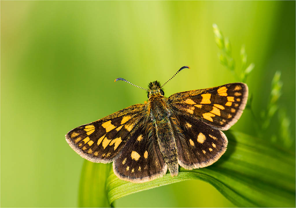 Толстоголовка Палемон (Carterocephalus palaemon)