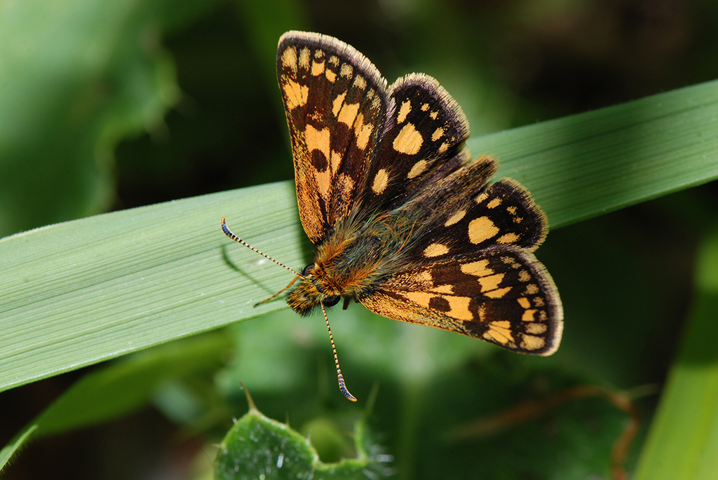 Толстоголовка лесная (Carterocephalus silvicolus)