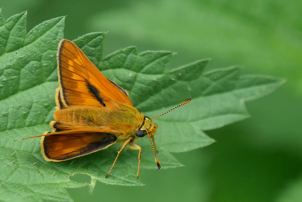 Толстоголовка лесовик (Ochlodes sylvanus)