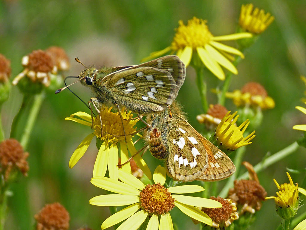 Толстоголовка запятая (Hesperia comma)