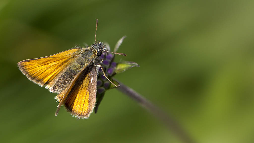 Толстоголовка сельская (Thymelicus sylvestris)