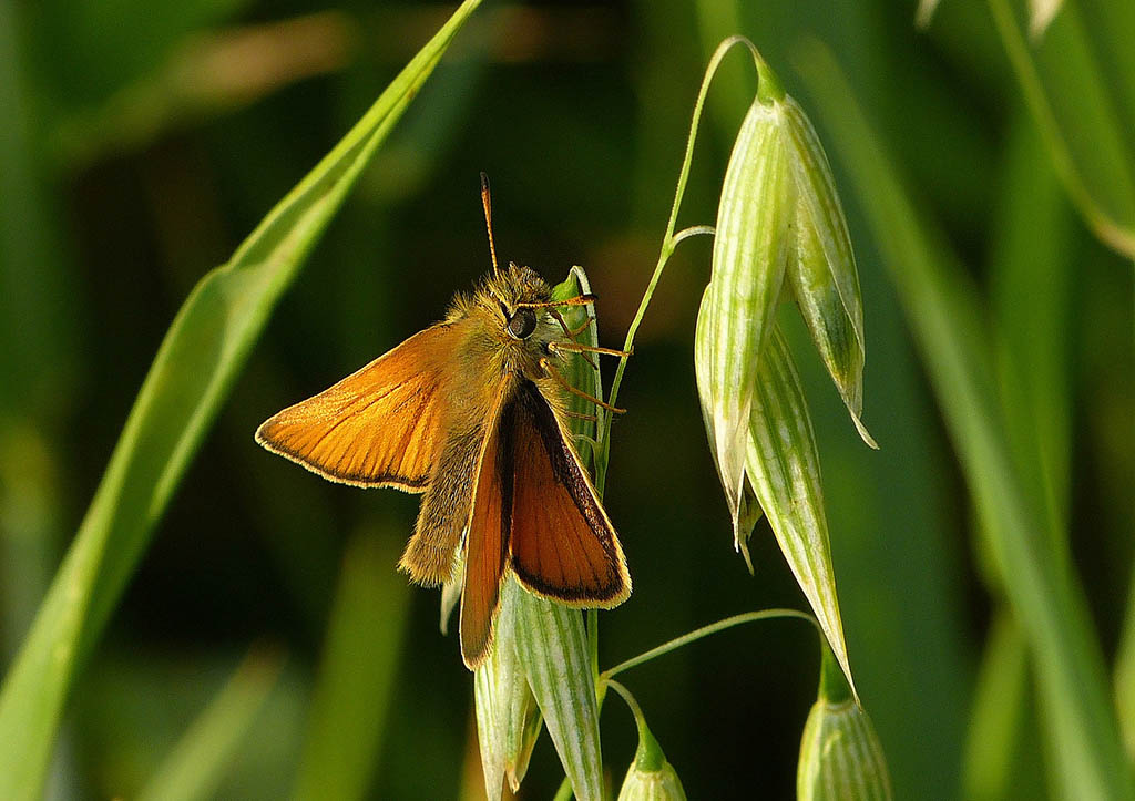 Толстоголовка тире (Thymelicus lineola)