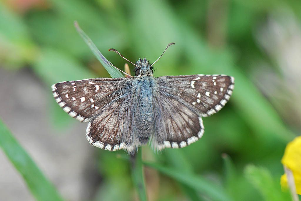 Толстоголовка пёстрая (Pyrgus alveus)