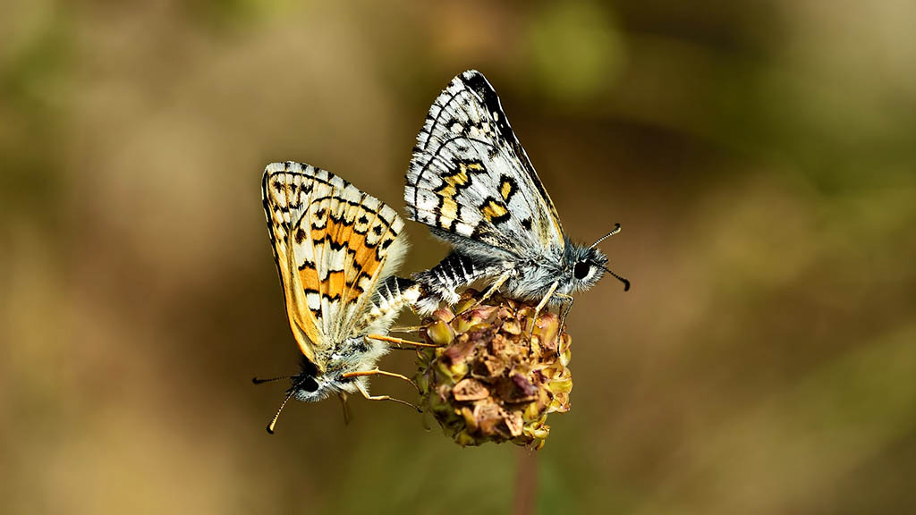 Толстоголовка Сида (Pyrgus sidae)