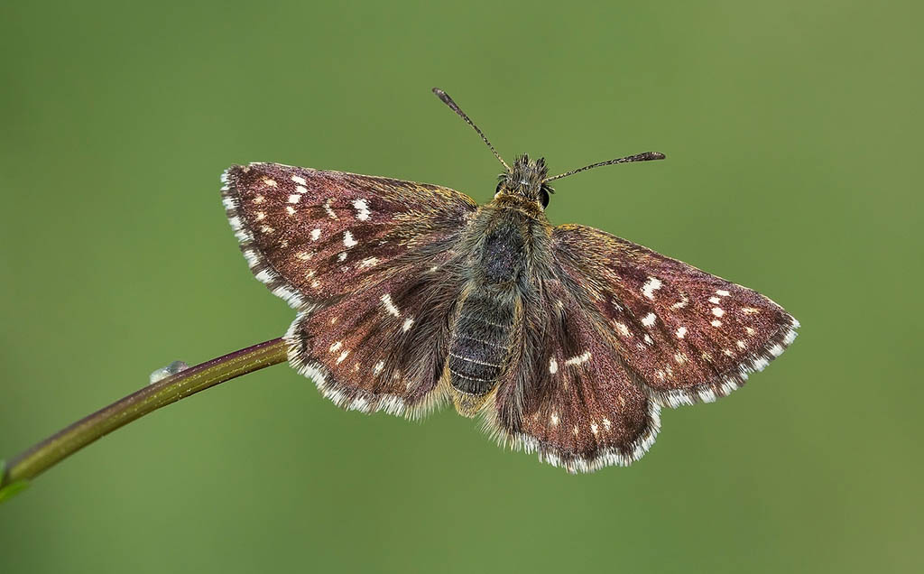 Толстоголовка круглопятнистая (Spialia orbifer)