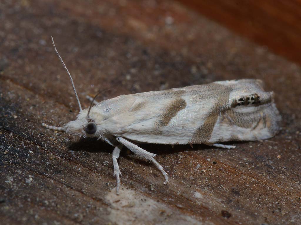 Листовёртка глазковая белая (Eucosma pupillana)