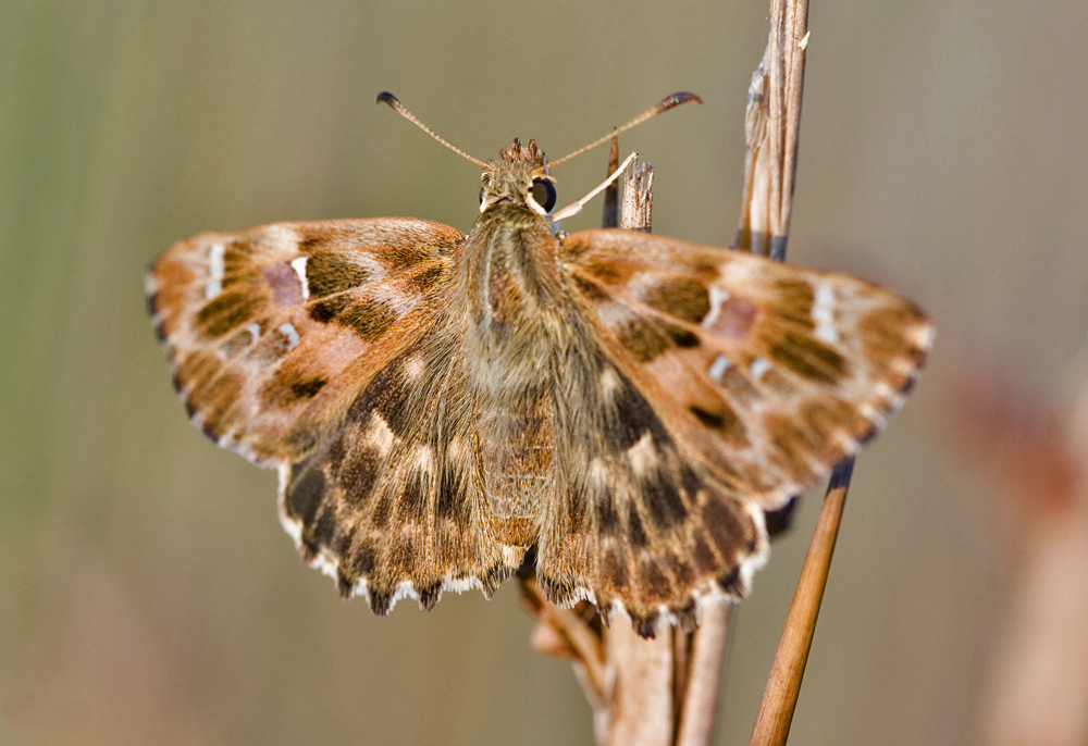 Толстоголовка Алцей (Carcharodus alceae)