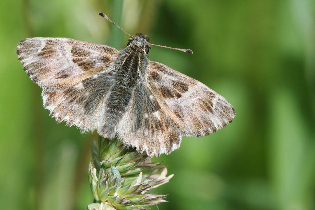 Толстоголовка шандровая (Carcharodus flocciferus)