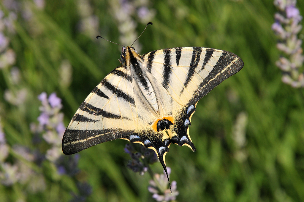 Хвостоносец Подалирий (Iphiclides podalirius)