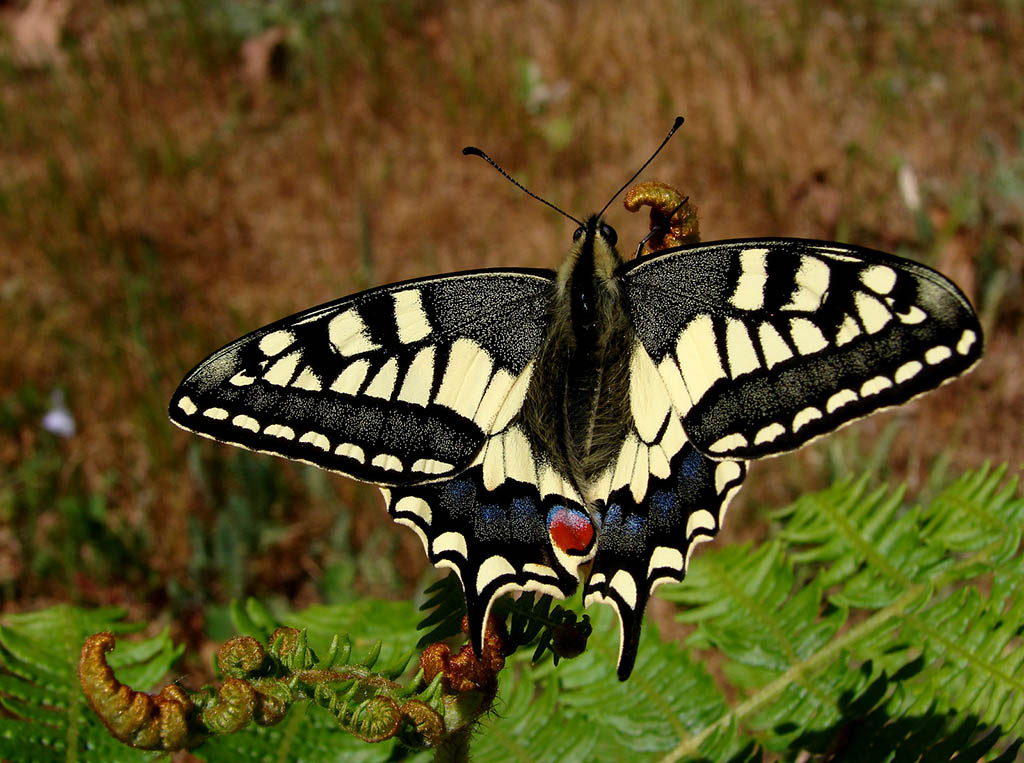 Хвостоносец махаон (Papilio machaon)