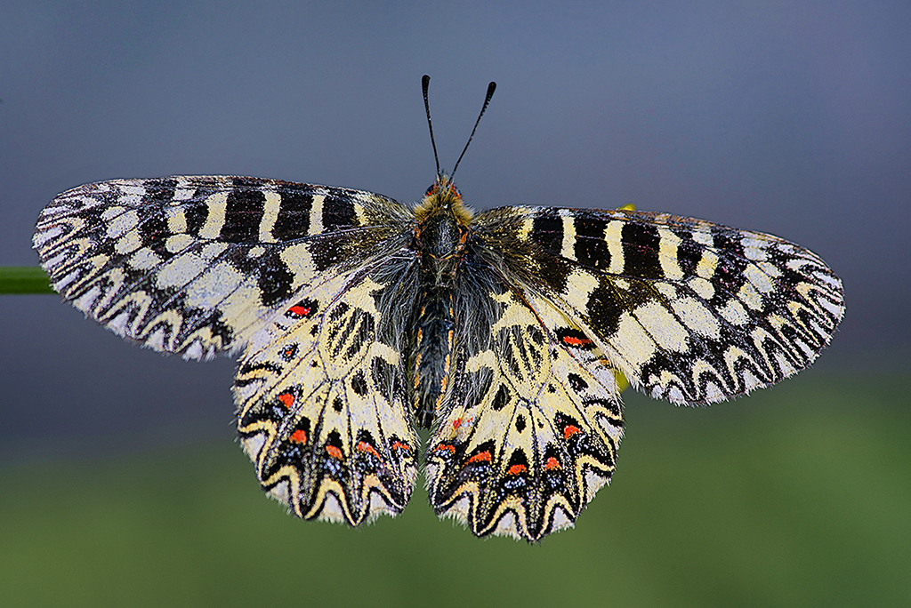 Поликсена (Zerynthia polyxena)