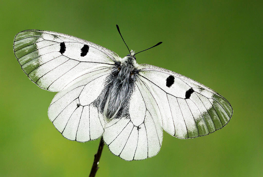 Аполлон Мнемозина (Parnassius mnemosyne)