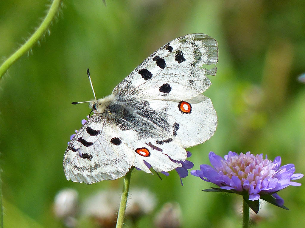 Аполлон обыкновенный (Parnassius apollo)