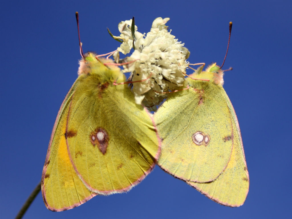 Желтушка луговая (Colias hyale)