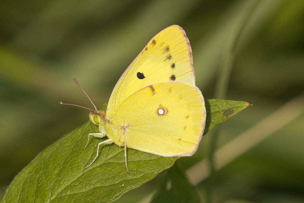 Желтушка степная (Colias erate)