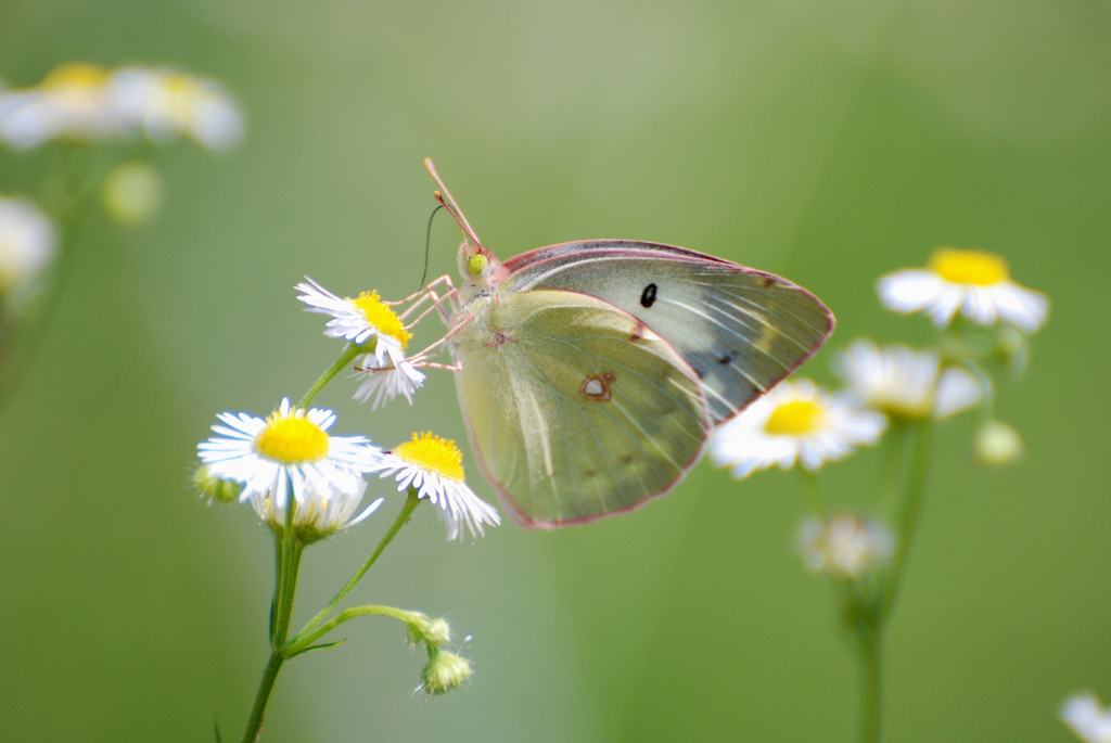 Желтушка степная (Colias erate)