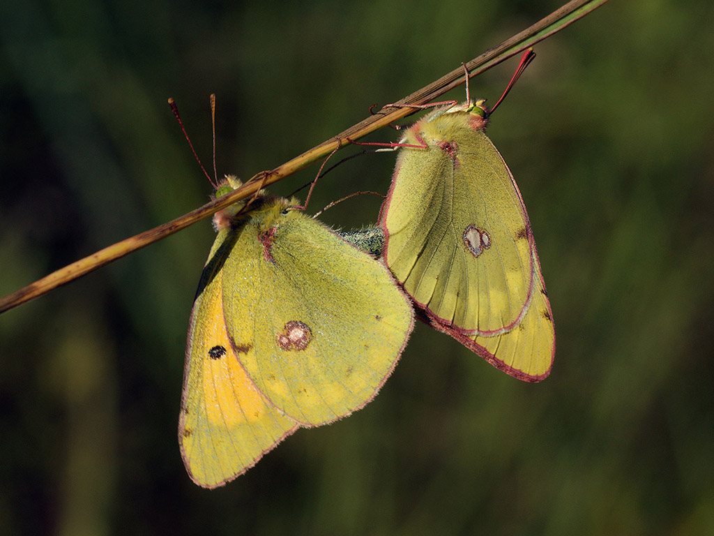 Желтушка Мирмидона (Colias myrmidone)