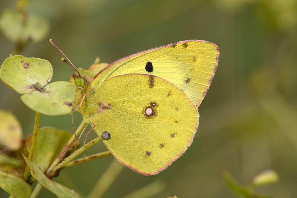 Желтушка золотистая (Colias chrysotheme)