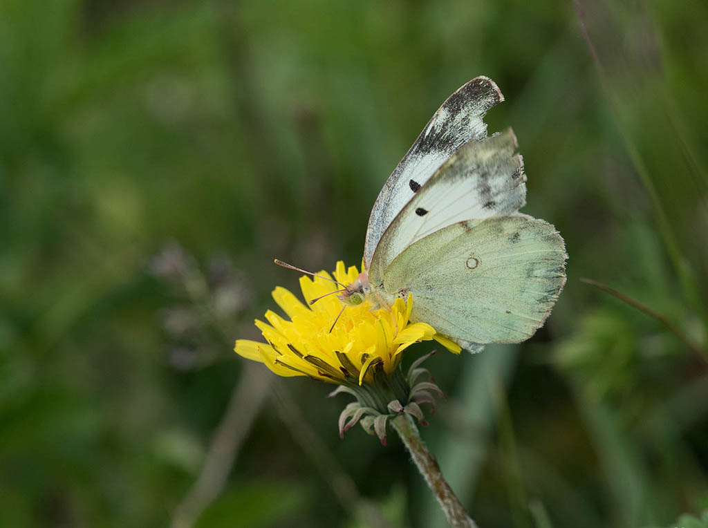 Желтушка торфяная (Colias palaeno)