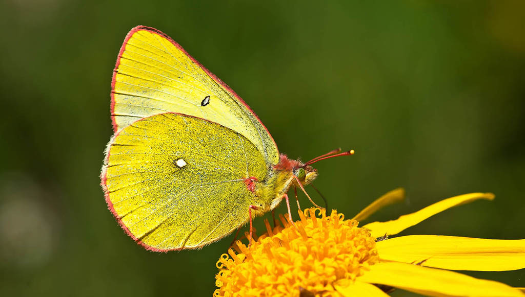 Желтушка торфяная (Colias palaeno)