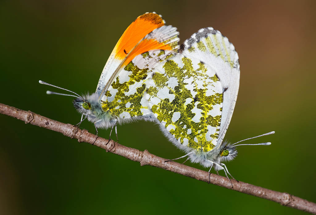 Зорька обыкновенная (Anthocharis cardamines)