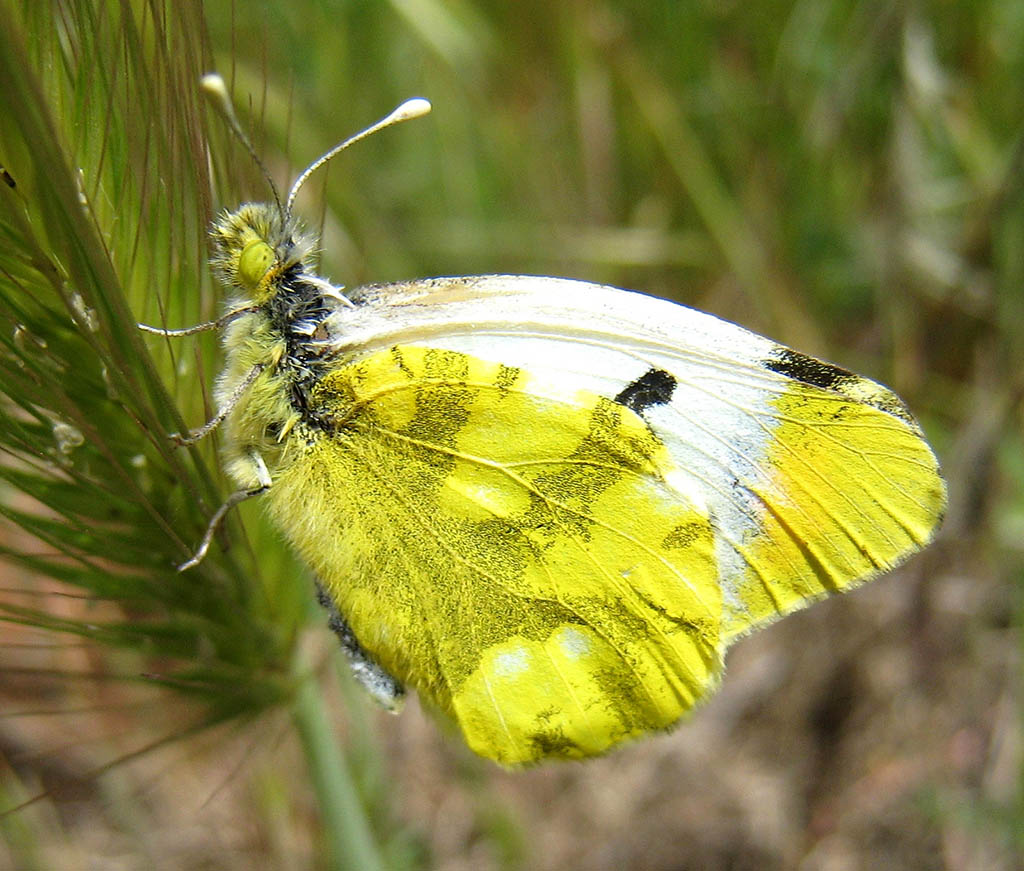 Зорька Эвфема (Zegris eupheme)