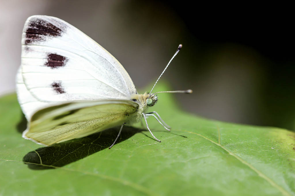 Белянка капустная (Pieris brassicae)