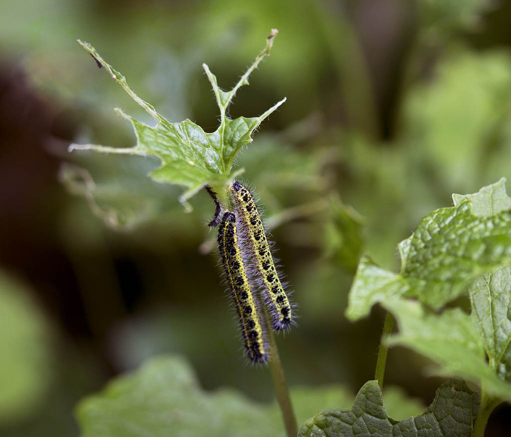 Белянка капустная (Pieris brassicae), гусеница