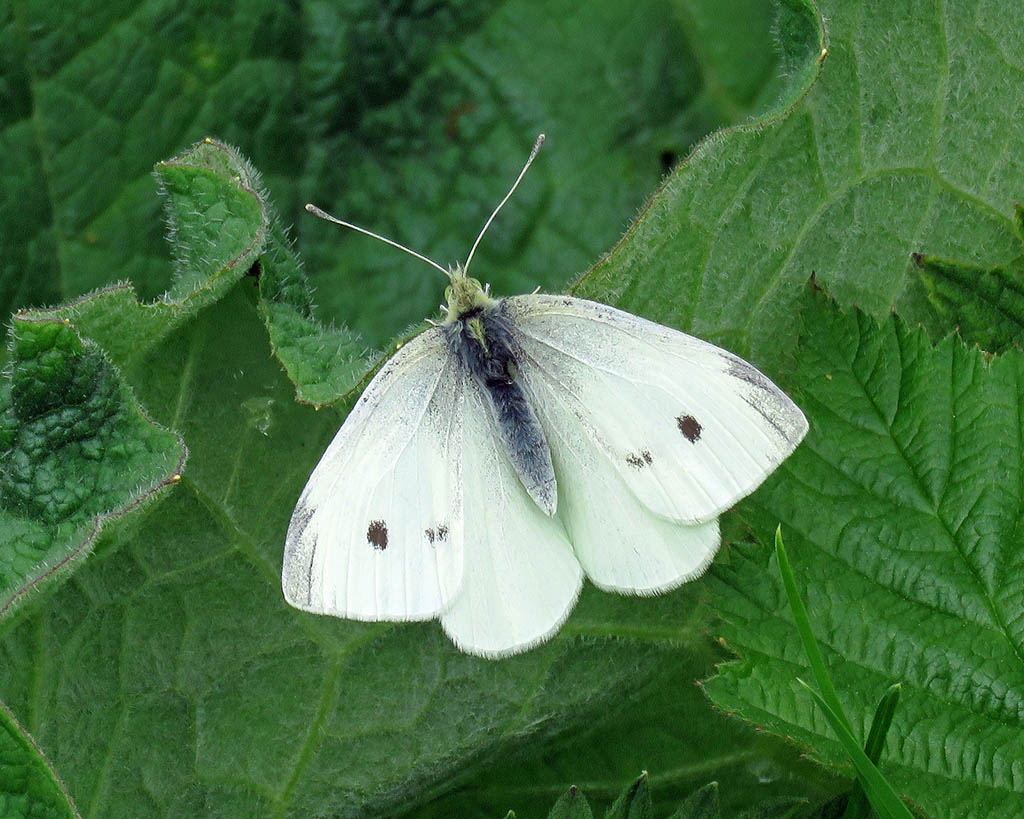 Белянка репная (Pieris rapae)