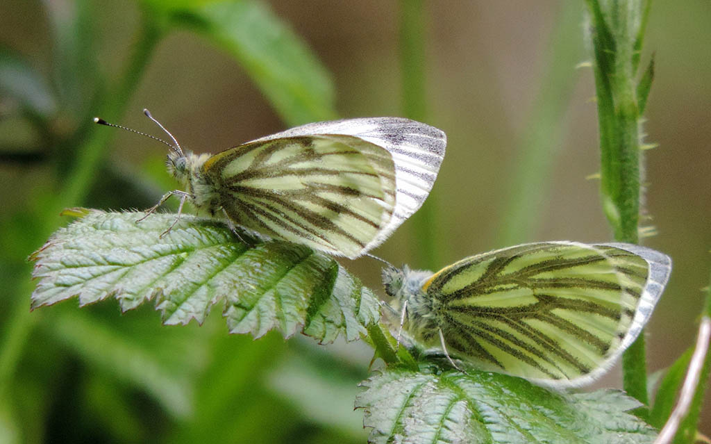 Белянка брюквенная (Pieris napi)