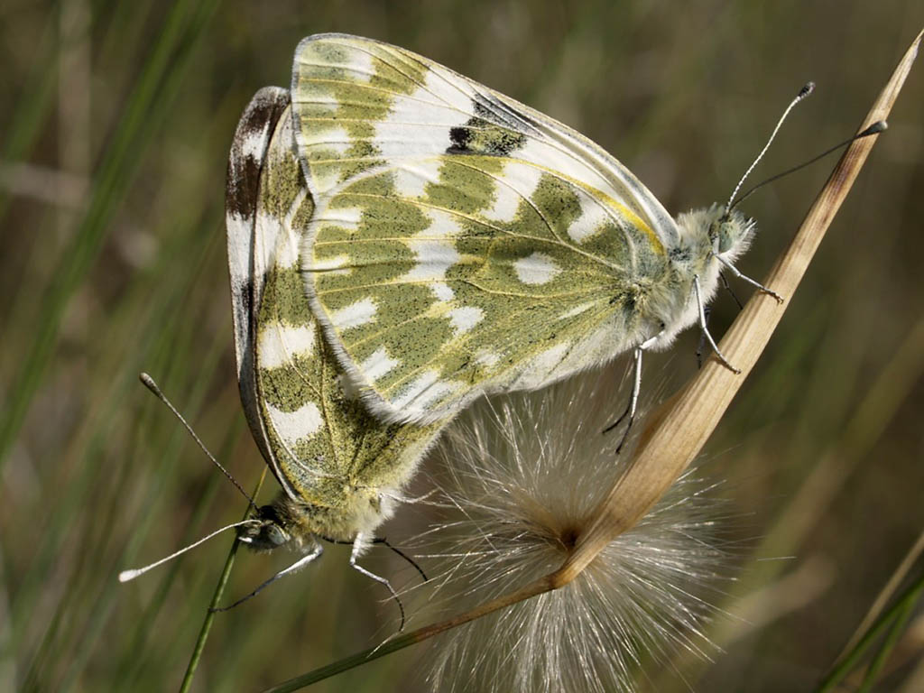 Белянка рапсовая (Pontia daplidice)