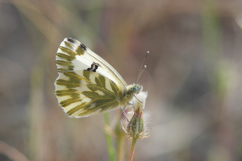 Белянка Хлоридика (Pontia chloridice)