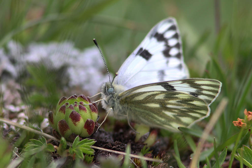 Белянка Каллидика (Pontia callidice)