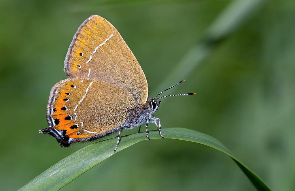 Хвостатка сливовая (Satyrium pruni)