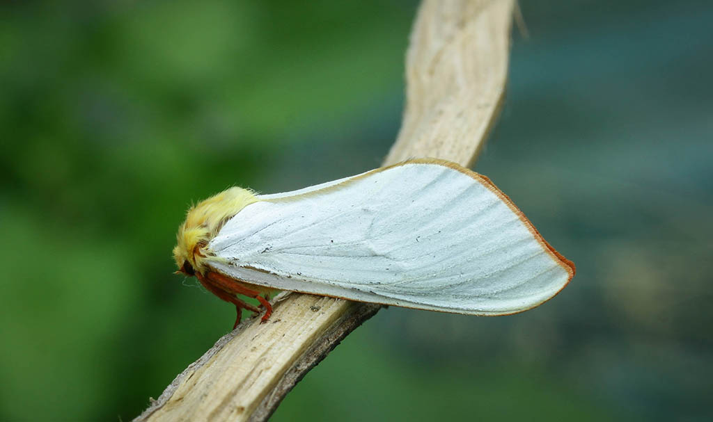 Тонкопряд хмелевый (Hepialus humuli), самец