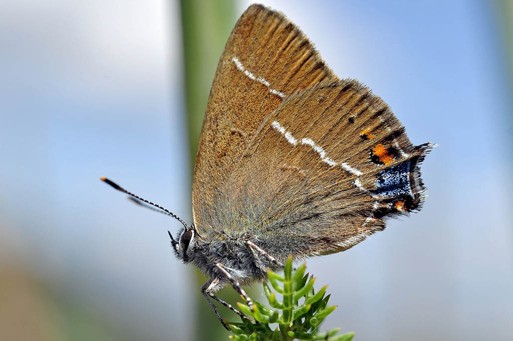 Хвостатка терновая (Satyrium spini)