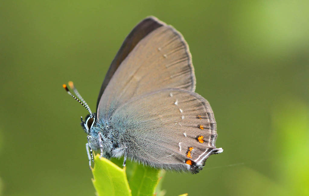 Хвостатка падубовая (Satyrium ilicis)