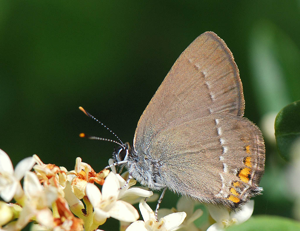 Хвостатка акациевая (Satyrium acaciae)