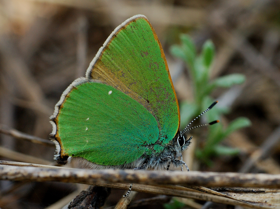 Малинница южная (Callophrys suaveola)