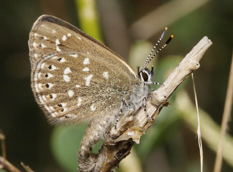 Голубянка угольная (Neolycaena rhymnus)