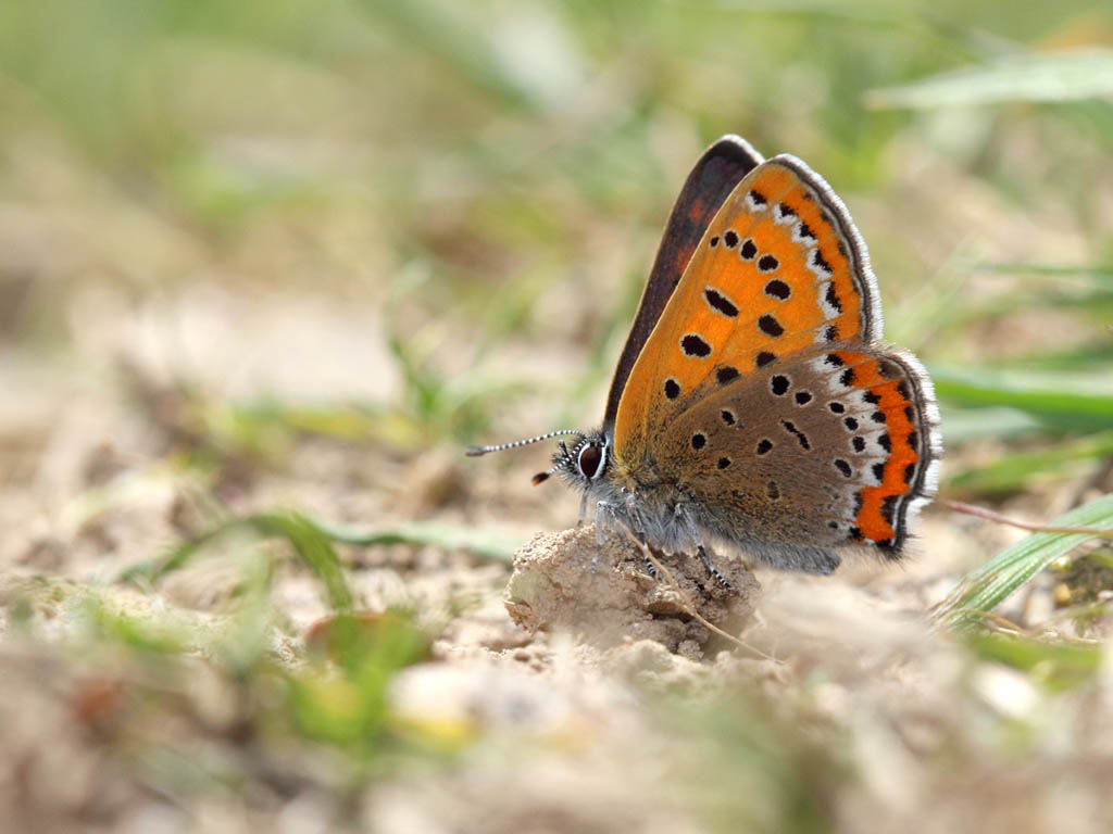 Многогаазка Гелла (Lycaena helle)