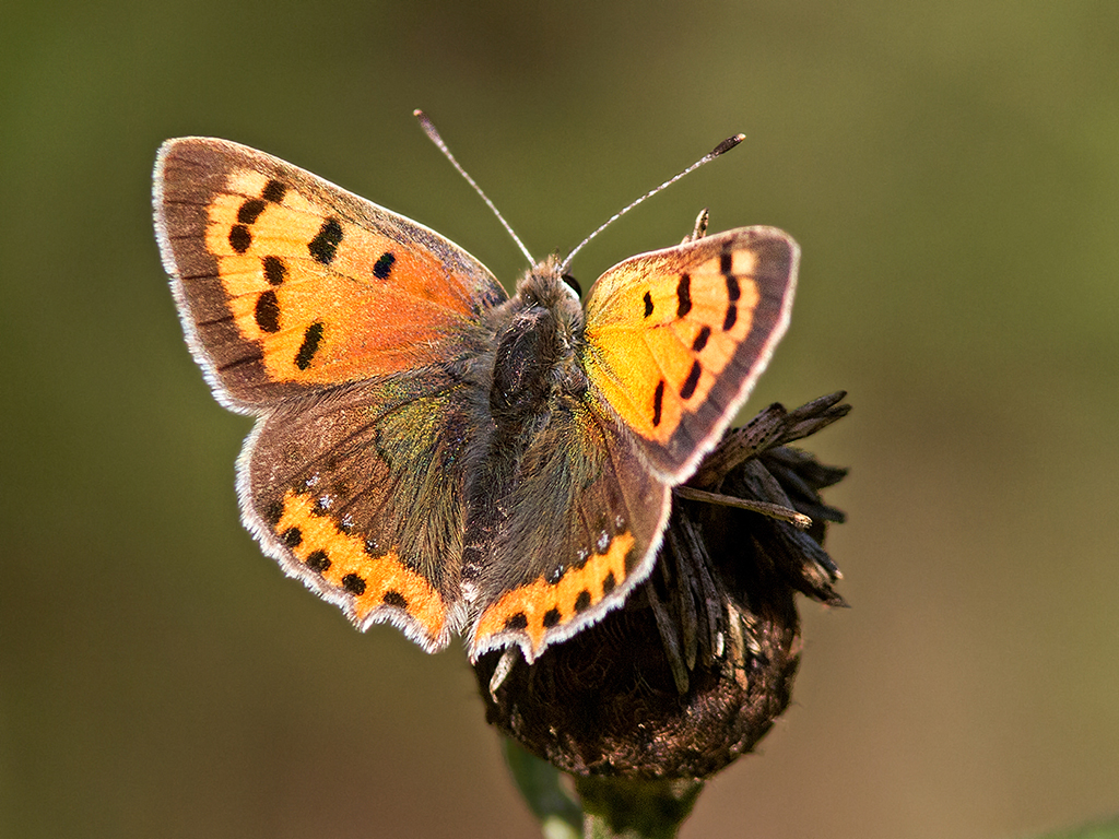 Многоглазка пятнистая (Lycaena phlaeas)