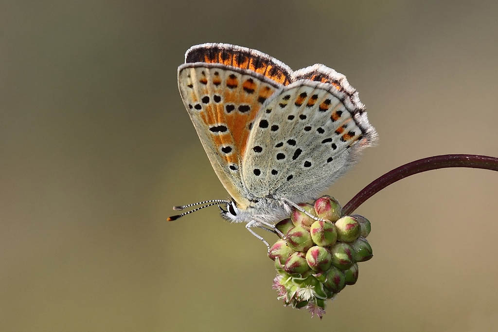 Многоглазка Титир (Lycaena tityrus)