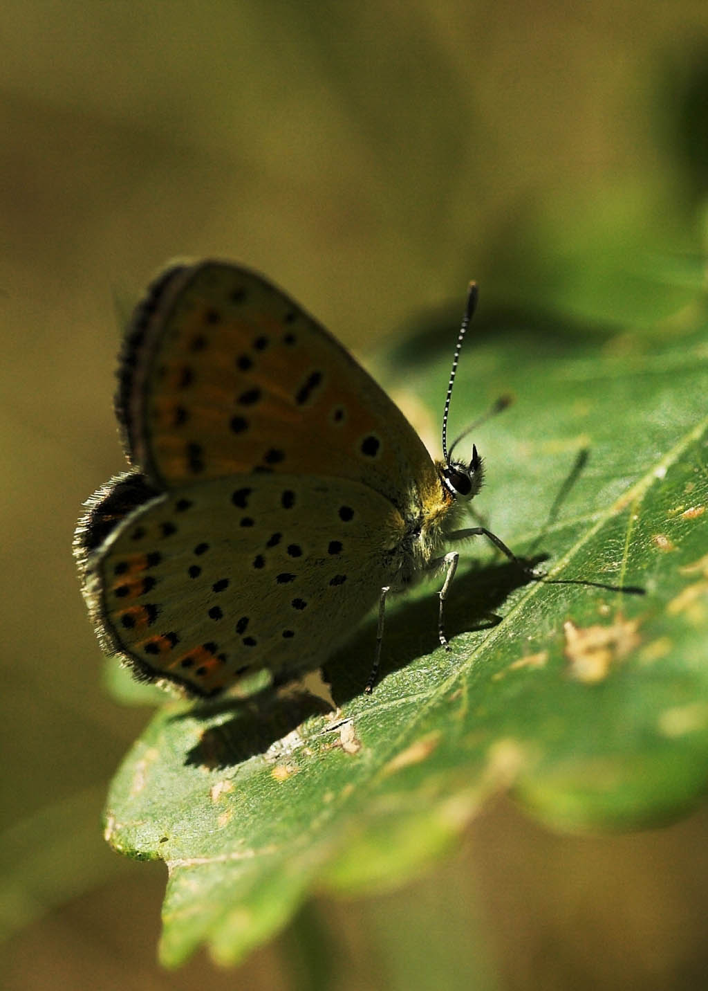 Многоглазка фиолетовая (Paleochrysophanus hippothoe)