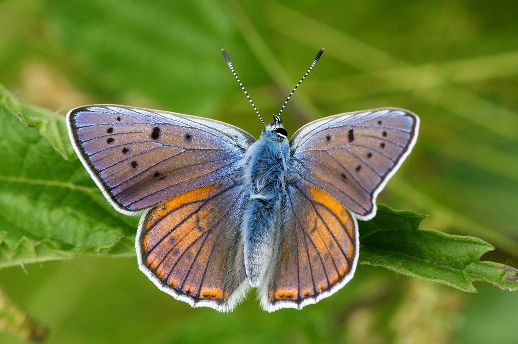 Многоглазка Альцифрон (Thersamonolycaena alciphron), самец