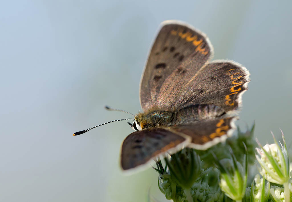 Многоглазка Альцифрон (Thersamonolycaena alciphron), самка