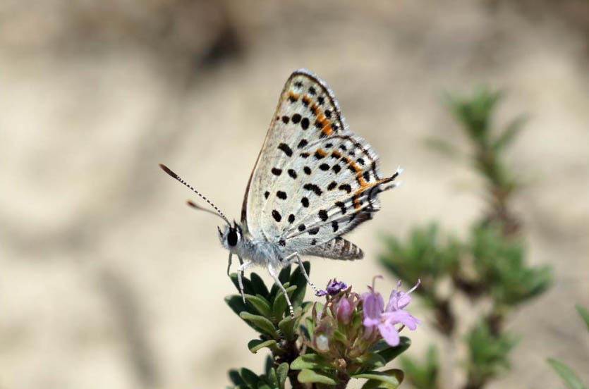 Атамантия Яфетика (Athamantia japhetica)